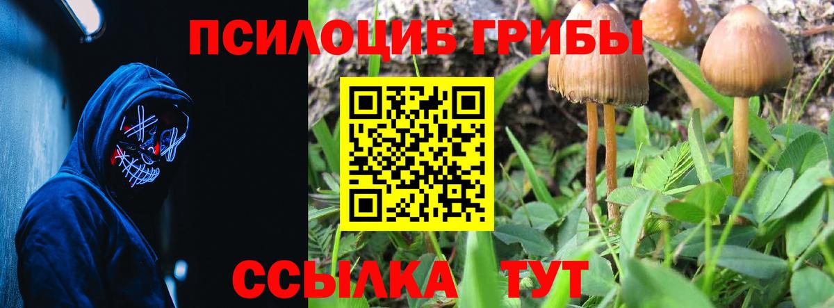 Галлюциногенные грибы Psilocybe Новомосковск